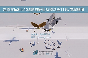 超真实lu8-lu10.5静态野生动物鸟类11只/带缩略图