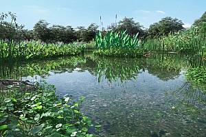 Lumion-12种高精度水生植物素材