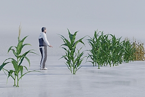 Lumion11-内置扩展植物库-9组高精度玉米