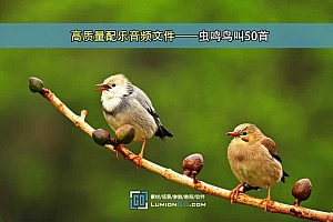 高质量配乐音频文件——虫鸣鸟叫50首