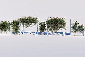 Lumion全系通用内置扩展植物库-凌霄爬藤6棵
