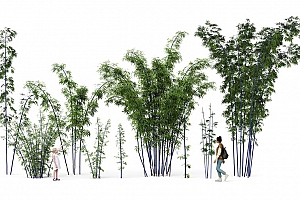 Lumion全系通用内置扩展植物库-紫竹9棵
