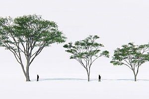 LUMION8-12通用植物素材南洋楹3棵(LU神免费)