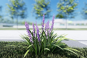 lumion草本植物麦冬模型4颗