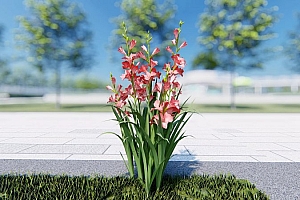 中国草本植物唐菖蒲3颗