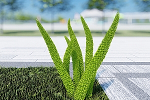 草本植物模型狐尾天门冬3颗