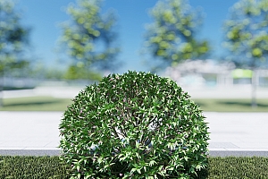 灌木模型六道木3颗