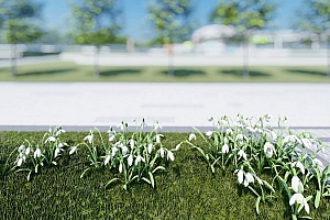 草本植物模型雪花莲模型1颗