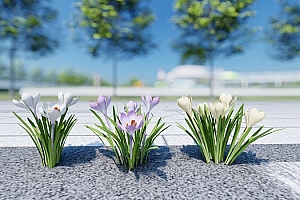 草本植物番红花模型1颗