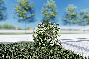 草本植物香叶天竺葵模型3颗