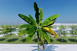 果树模型芭蕉3颗