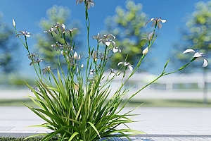 草本植物大花离被鸢尾模型3颗