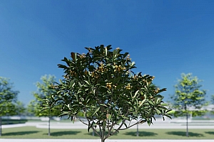 果树模型琵琶3颗