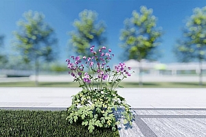 草本植物模型老鹤草模型3颗