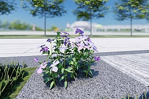 草本植物模型小蔓长春花3颗