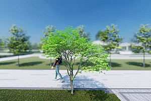 乔木模型鸡爪槭3颗