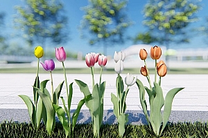 中国草本植物郁金香6颗