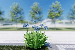 中国草本植物模型百子莲3颗