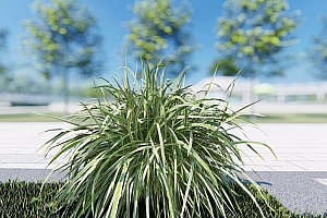 中国草本植物花叶芒3颗