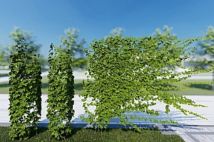 中国藤本植物地锦3颗